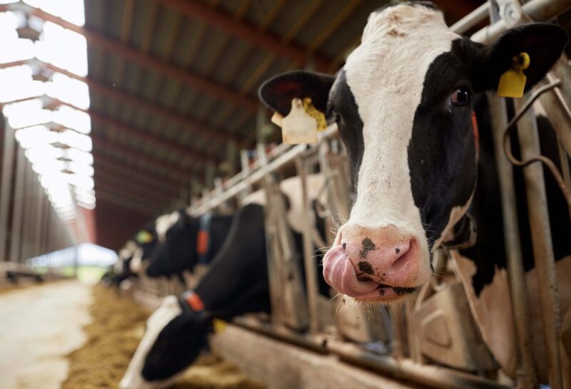 Agriculture