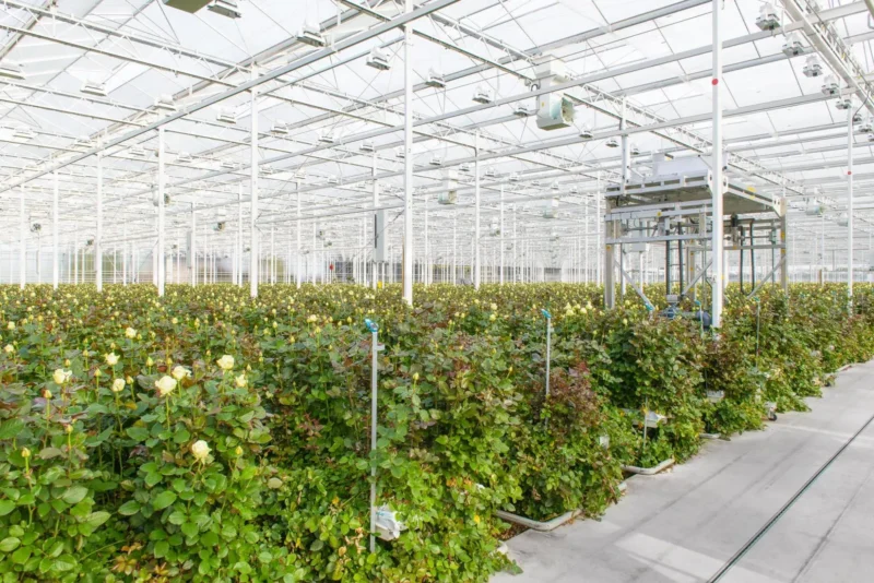 Hygiënecertificaten voor de glastuinbouw