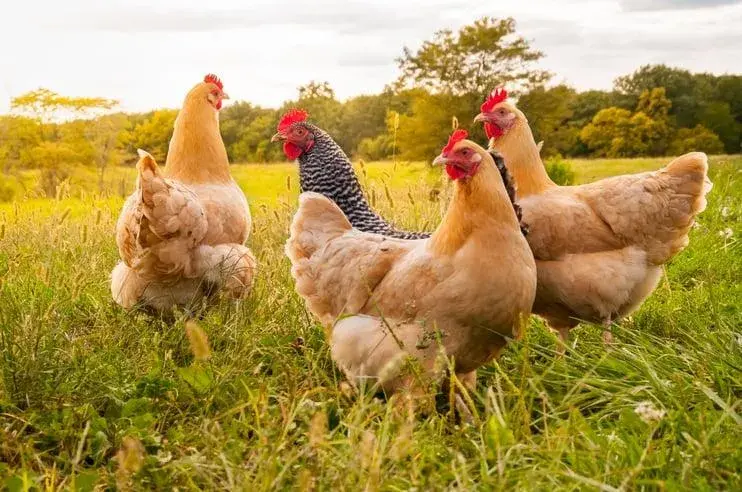 Prévention de la grippe aviaire