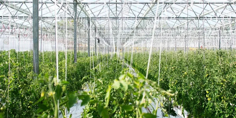 Środki higieny w szklarni: produkcja żywności kontra uprawa roślin ozdobnych