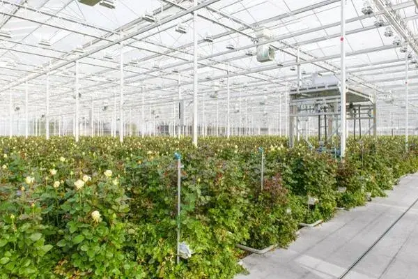 Certificados de higiene para el cultivo de invernadero: la garantía de una correcta higiene