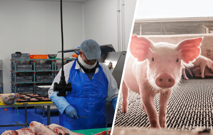Redukcja antybiotyków w hodowli świń dzięki lepszej higienie