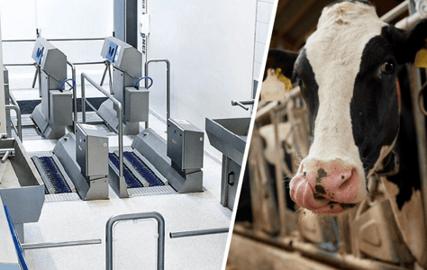 Właściwe urządzenie miejsca zapewnienia higieny osobistej w intensywnej hodowli zwierząt