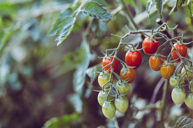 Tomatenanbaubetrieb Hygienevorschriften