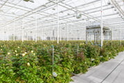  Produits d'hygiène pour l'horticulture
