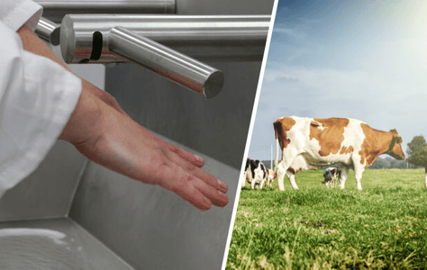 Higiena osobista w intensywnej hodowli zwierząt: mycie i dezynfekcja rąk.