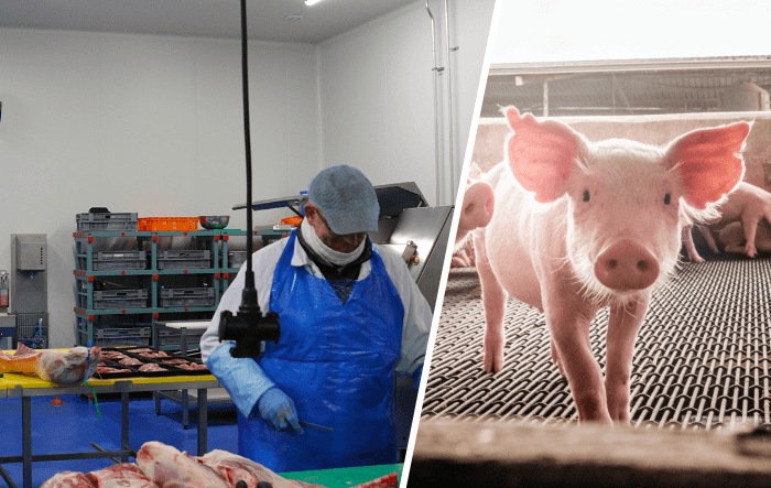 Antibiotikareduktion in der Schweinehaltung durch bessere Hygiene