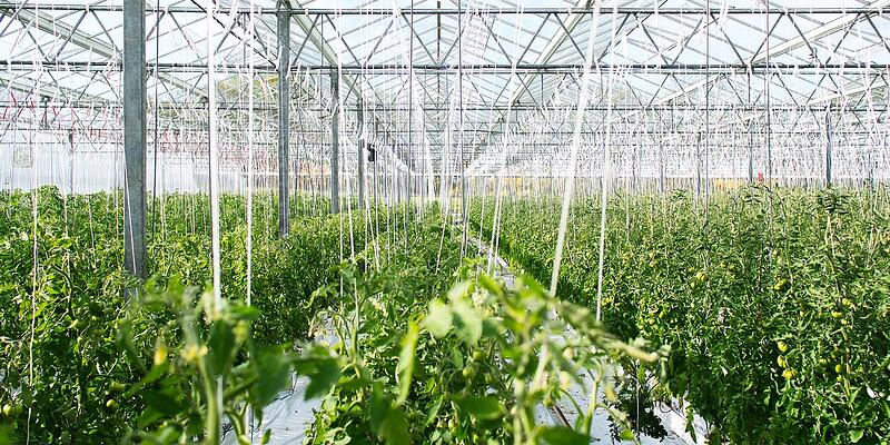 Tomato diseases