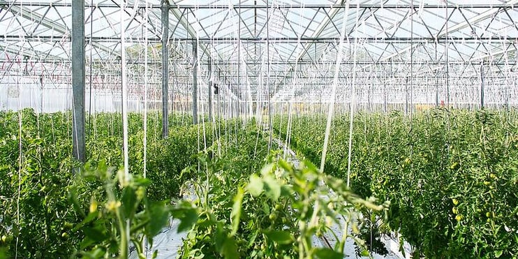 Medidas de higiene en el invernadero: la producción de alimentos frente a la floricultura