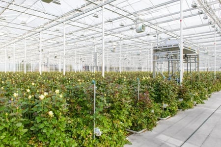 Hygiene certificates for greenhouse horticulture