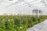 Hygiëne producten voor in de horticultuur