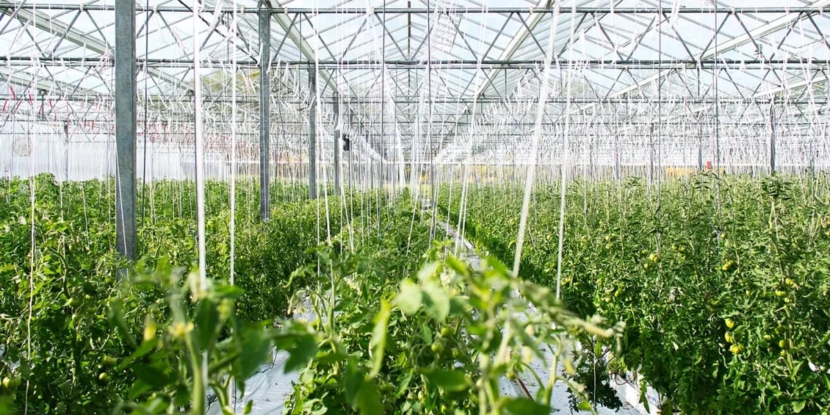 horticultuur_kassenbouw_tomaat
